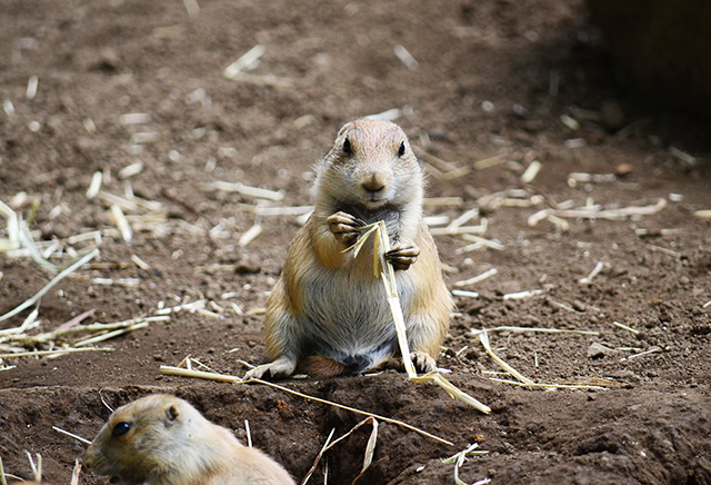 プレーリードッグ/江戸川区自然動物園(東京都)