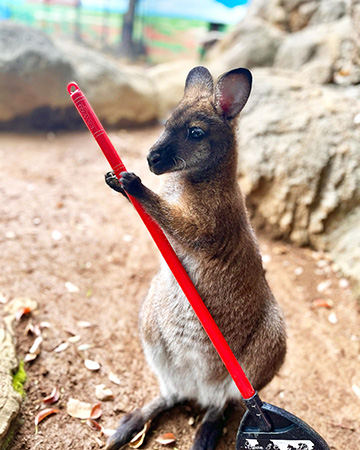 ベネットアカクビワラビーの「ぽんず」/江戸川区自然動物園(東京都)