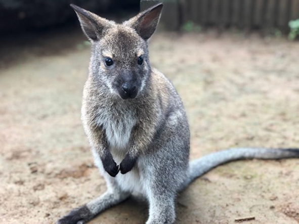 ベネットアカクビワラビーのメス「おかゆ」/江戸川区自然動物園(東京都)