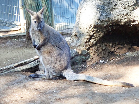 ベネットアカクビワラビーの「タキ」/江戸川区自然動物園(東京都)