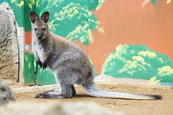 ベネットアカクビワラビーのメス「ゆうき」/江戸川区自然動物園(東京都)