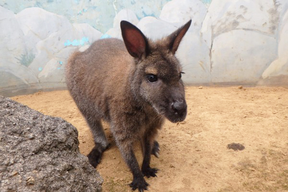 ベネットアカクビワラビーの「くるみ」/江戸川区自然動物園(東京都)