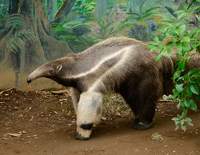 オオアリクイのオス「アニモ」/江戸川区自然動物園(東京都)