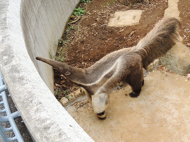 オオアリクイのオス「アニモ」/江戸川区自然動物園(東京都)