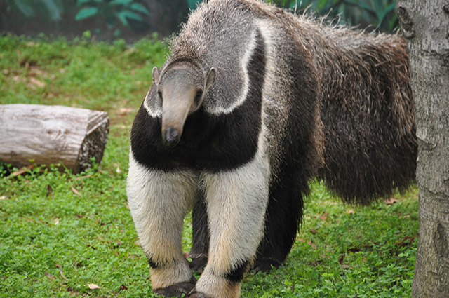 オオアリクイのオス「アニモ」/江戸川区自然動物園(東京都)