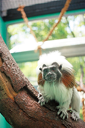 ワタボウシタマリンのメス「アン」/江戸川区自然動物園(東京都)