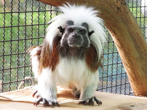 ワタボウシタマリンのメス「コニ」/江戸川区自然動物園(東京都)