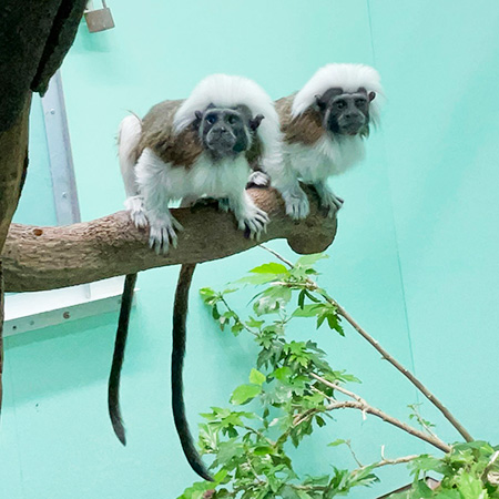 ワタボウシタマリンのオス「ロン」とメス「ベル」/江戸川区自然動物園(東京都)