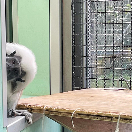 ワタボウシタマリン/江戸川区自然動物園(東京都)