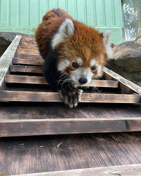 レッサーパンダ「ユウユウ/江戸川区自然動物園(東京都)