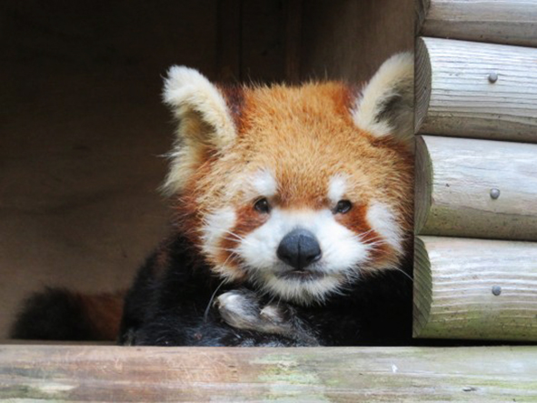 レッサーパンダ「ブナ」/江戸川区自然動物園(東京都)