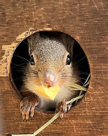 ニホンリス/江戸川区自然動物園(東京都)