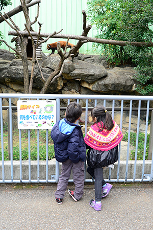 レッサーパンダ「動物クイズ」/江戸川区自然動物園(東京都)