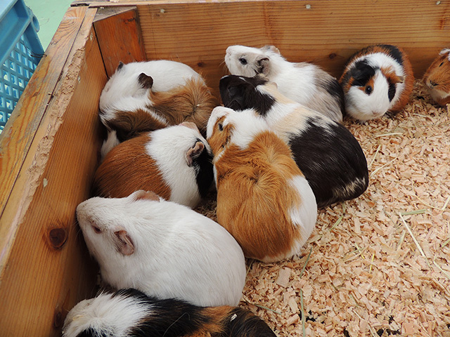 「ふれあいコーナー」のモルモット/江戸川区自然動物園(東京都)