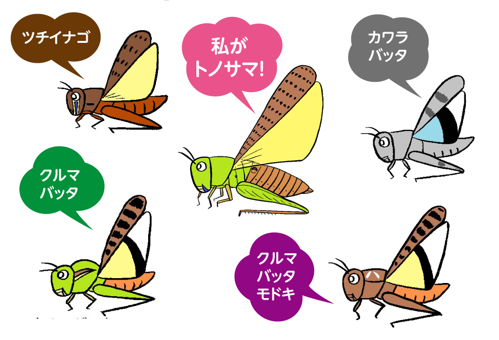 トノサマバッタに似た仲間たちの比較