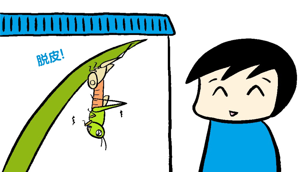 飼育観察