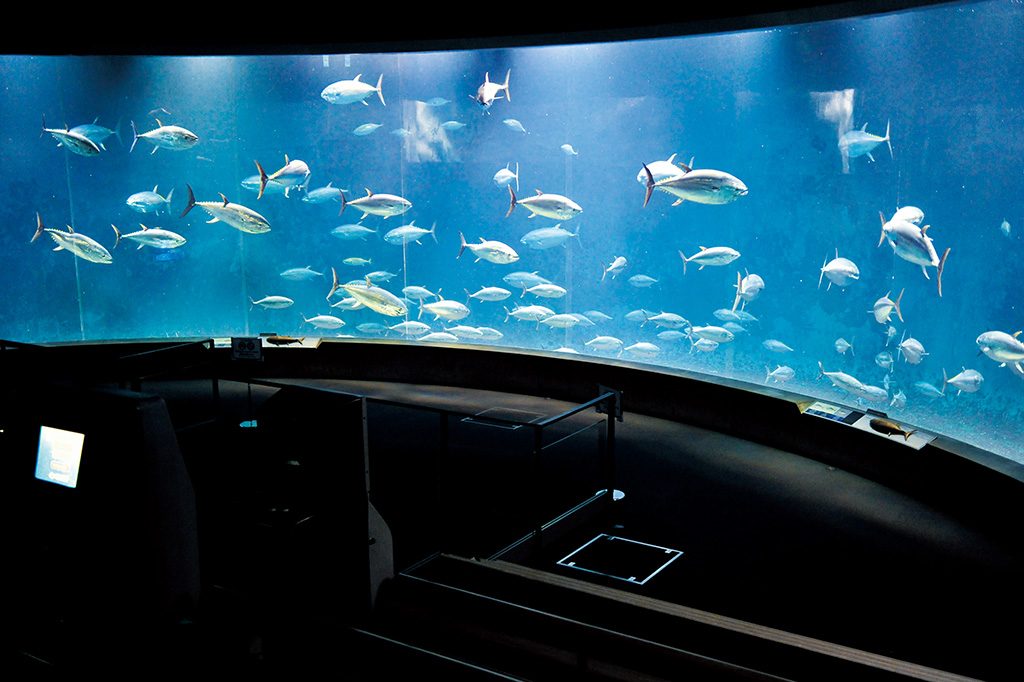 クロマグロが泳ぐ姿/東京都葛西臨海水族園(江戸川区)