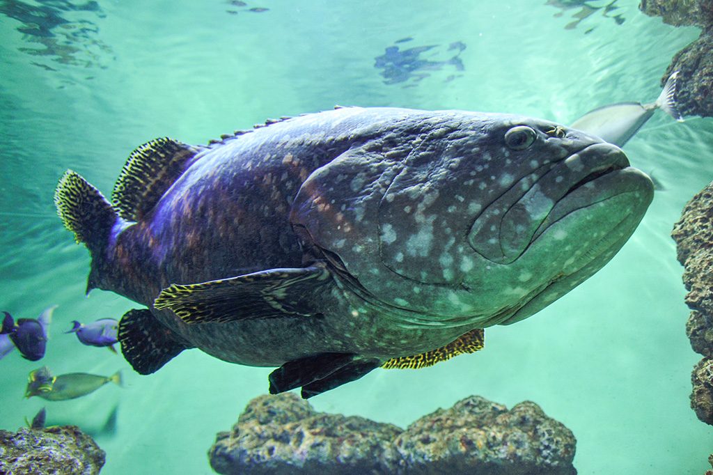 タマカイ/東京都葛西臨海水族園(江戸川区)