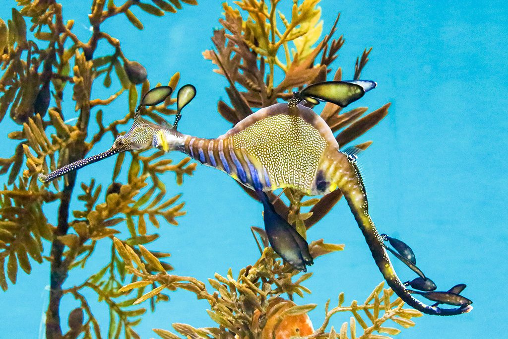 ウィーディシードラゴン/東京都葛西臨海水族園(江戸川区)