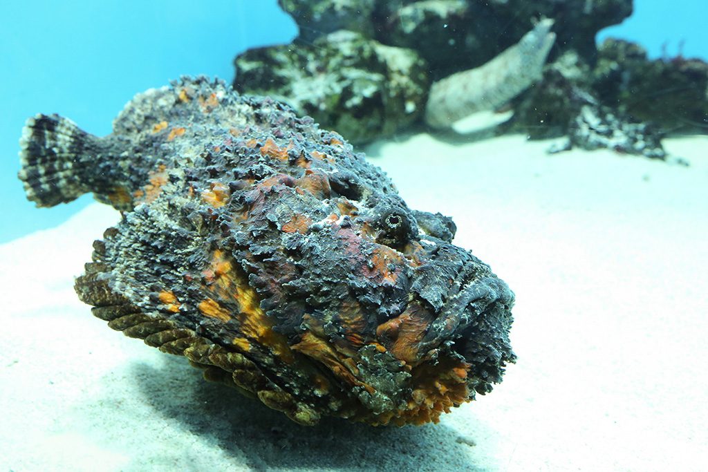 オニダルマオコゼ/東京都葛西臨海水族園(江戸川区)