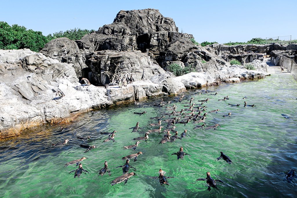「ペンギンの生態」エリア/東京都葛西臨海水族園(江戸川区)