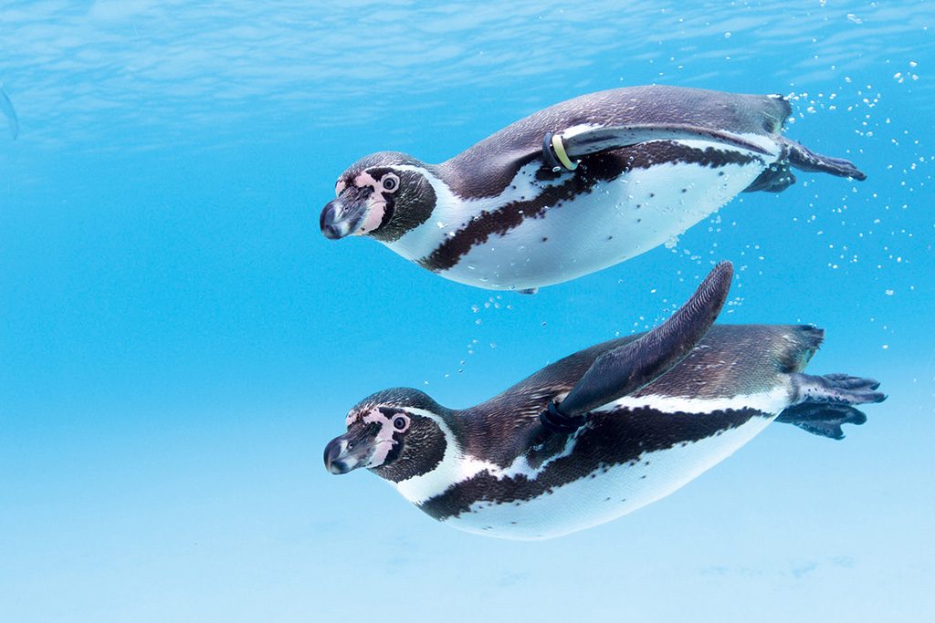 フンボルトペンギン/東京都葛西臨海水族園(江戸川区)