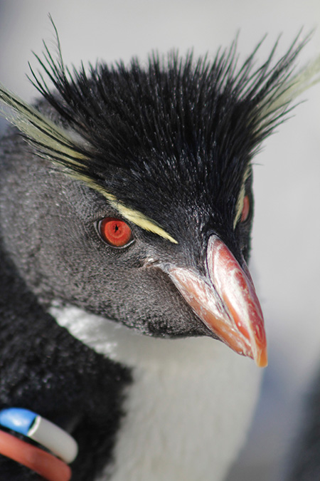 ミナミイワトビペンギン/東京都葛西臨海水族園(江戸川区)