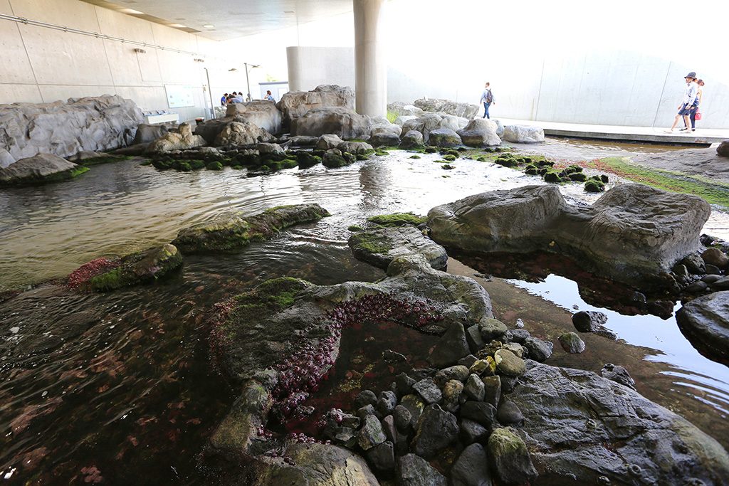 渚の生物/東京都葛西臨海水族園(江戸川区)