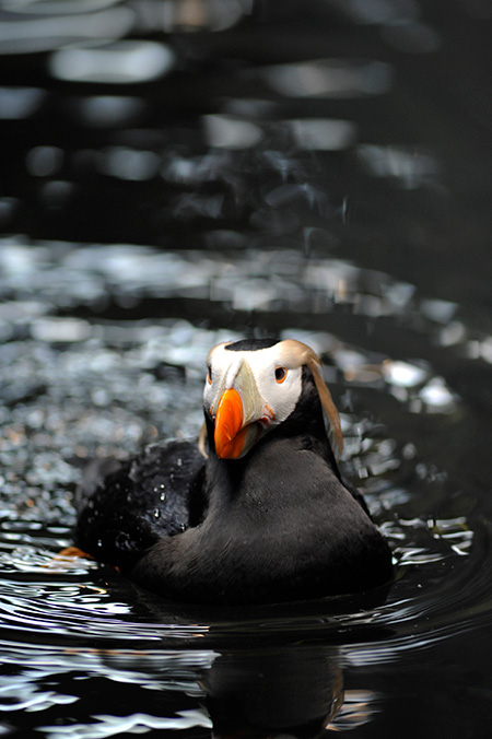 エトピリカ/東京都葛西臨海水族園(江戸川区)
