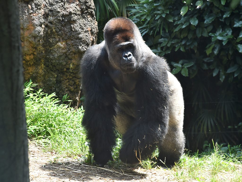 ニシゴリラ/東京都恩賜上野動物園(台東区)