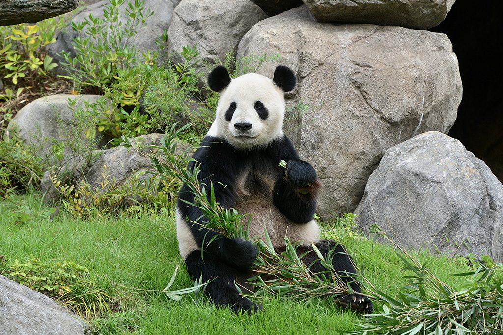 ジャイアントパンダ「リーリー」/東京都恩賜上野動物園(台東区)