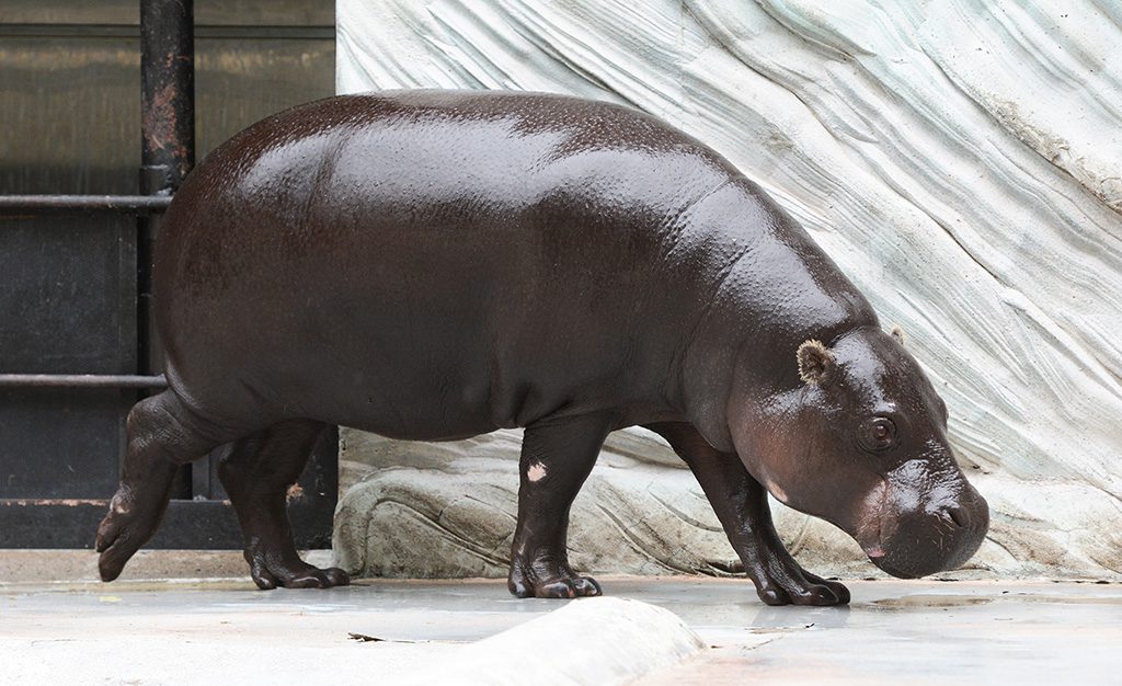 コビトカバ/東京都恩賜上野動物園(台東区)