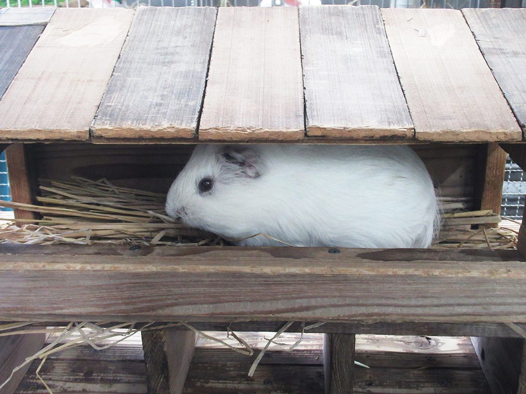モルモット/東京都恩賜上野動物園(台東区)