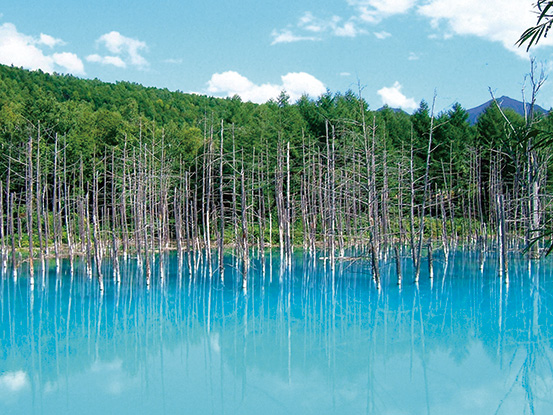 白金青い池(北海道/美瑛町)