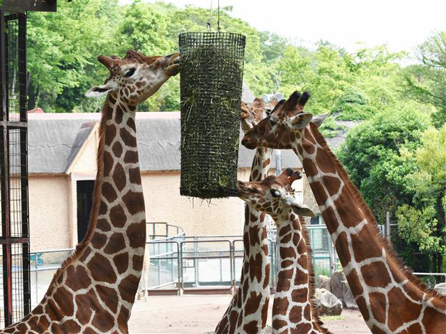 多摩動物公園