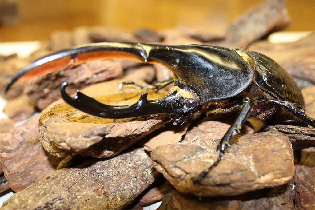 夏休みの昆虫展・イベント(2022)カブトムシ・クワガタとのふれあいが人気!