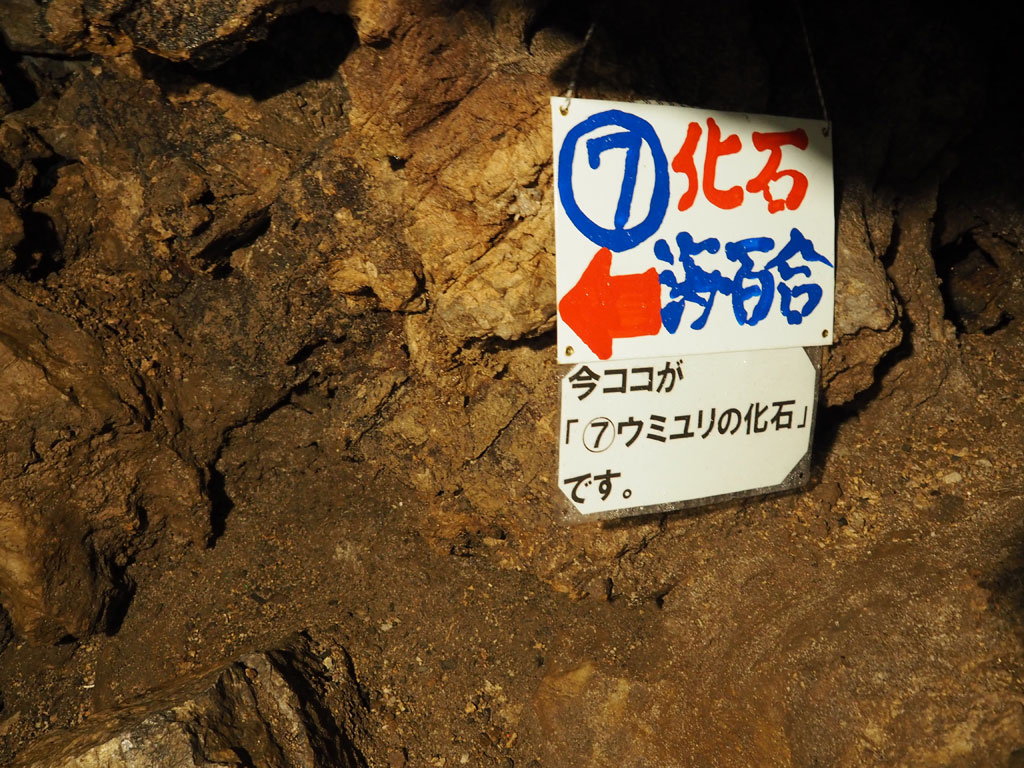 序盤のハイライトが「ウミユリの化石」/大岳鍾乳洞(東京都/あきる野市)