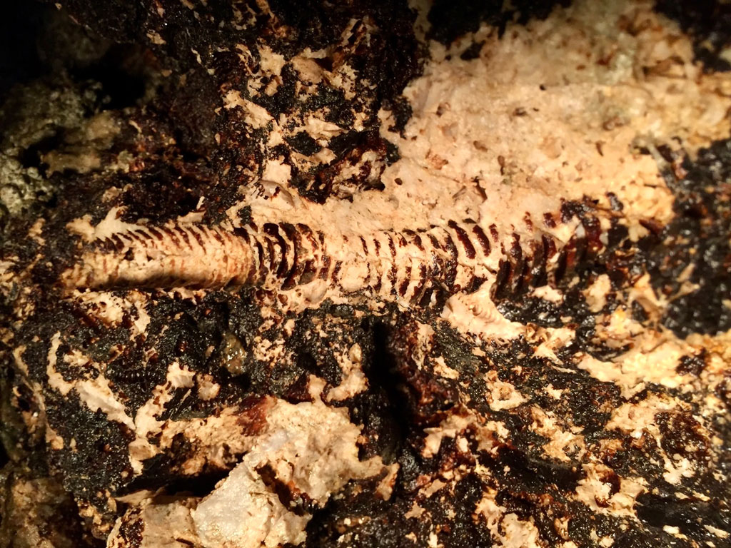 2億5000万年前に生きていた深海生物・ウミユリの化石/大岳鍾乳洞(東京都/あきる野市)
