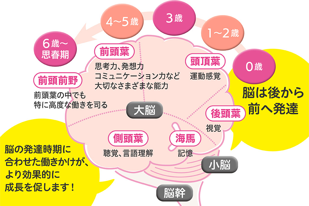 脳の発達