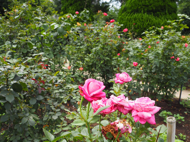 バラ園の見ごろは春と秋/総合レクリエーション公園(東京都/江戸川区)