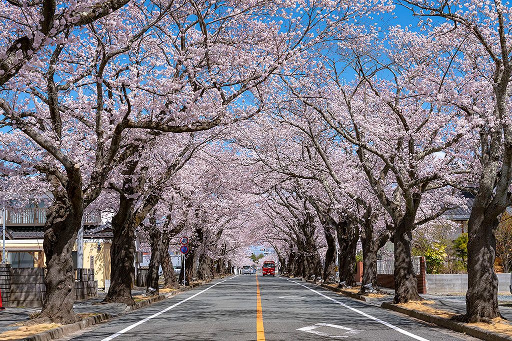 町の名所「夜の森 桜のトンネル」(福島県/富岡町)