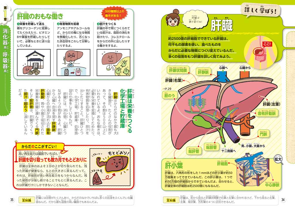『るるぶマンガとクイズで楽しく学ぶ!人間のからだ』