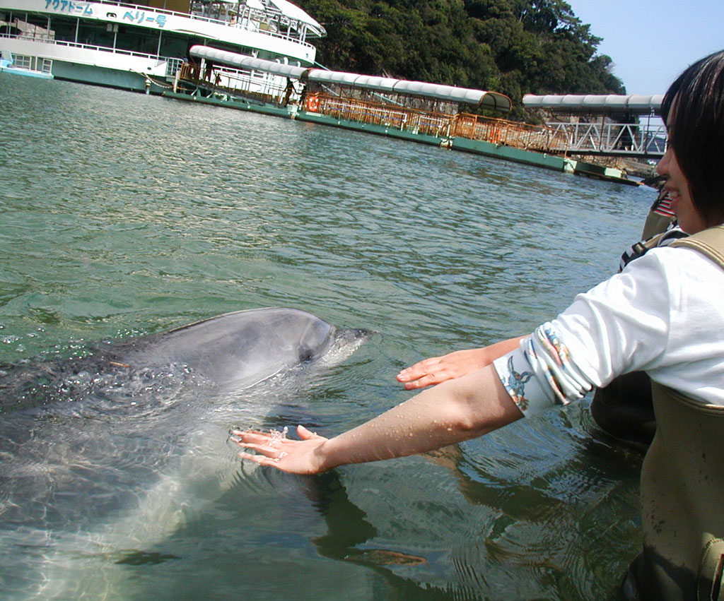 ビーチの波打ち際でバンドウイルカとふれあえるプログラムも/下田海中水族館(静岡県/下田市)