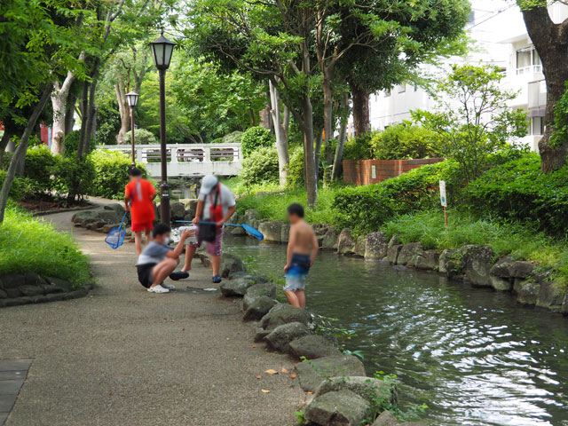 本日の収穫をしっかり観察中/小松川境川親水公園(東京都/江戸川区)