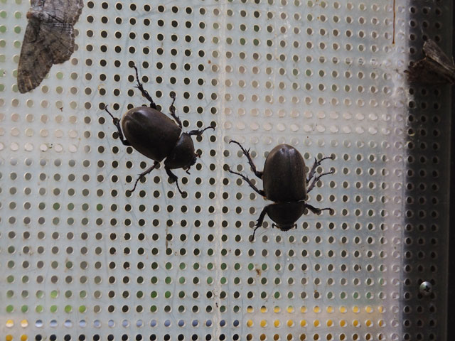 メスのカブトムシ/月夜野きのこ園ぐんま昆虫の森・新里(群馬県/桐生市)