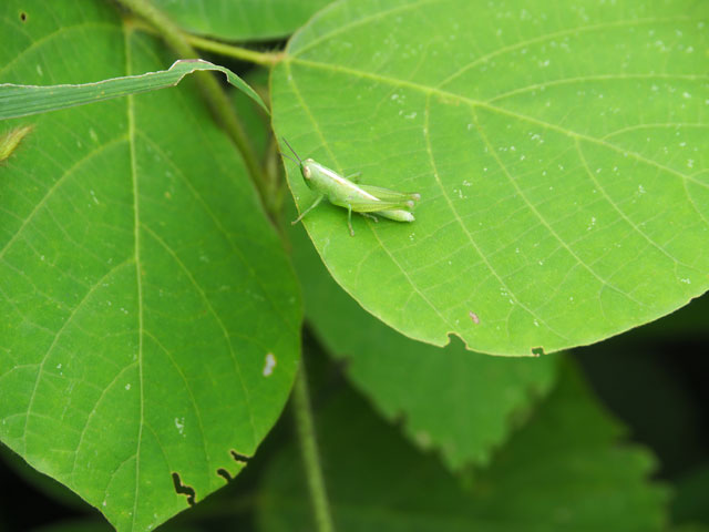 イナゴの幼虫/月夜野きのこ園ぐんま昆虫の森・新里(群馬県/桐生市)