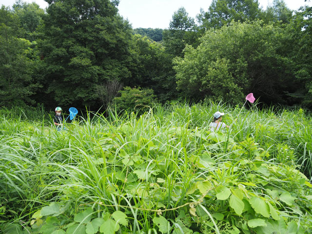 「バッタの原っぱ」/月夜野きのこ園ぐんま昆虫の森・新里(群馬県/桐生市)