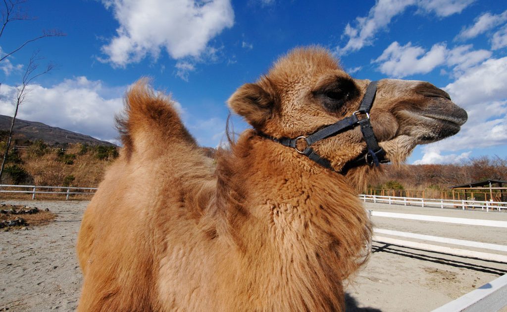 ラクダに乗れる エサがあげられる動物園は ラクダの生態やコブについても解説 るるぶkids