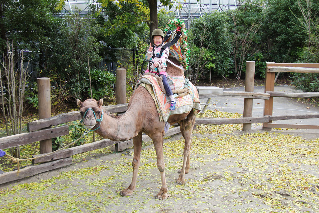 ラクダライドの様子/よこはま動物園ズーラシア(神奈川県/横浜市)