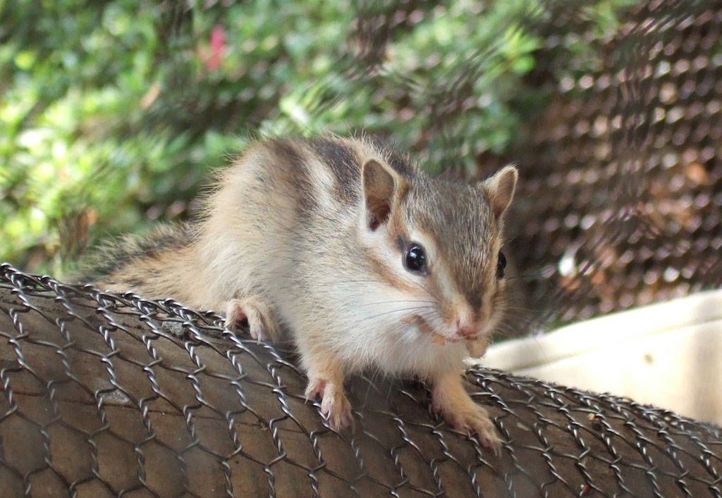 シマリス